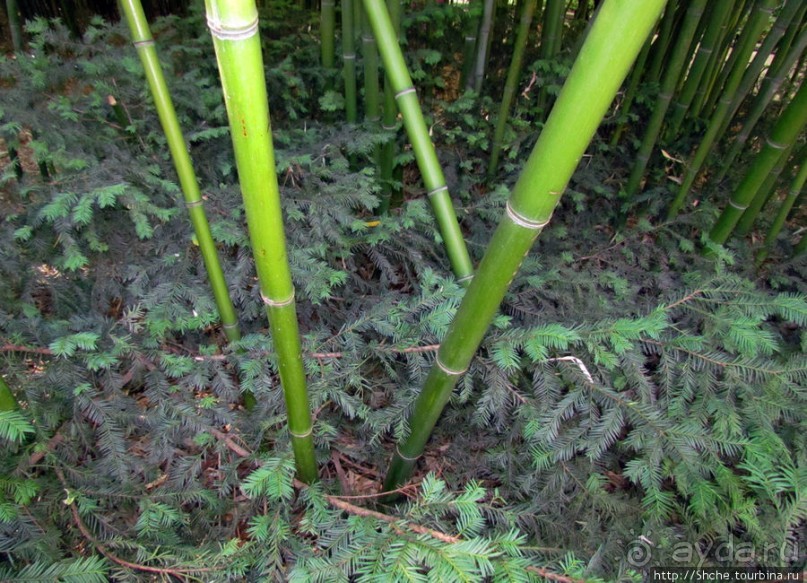 Ясный октябрьский день в Никитском ботаническом саду