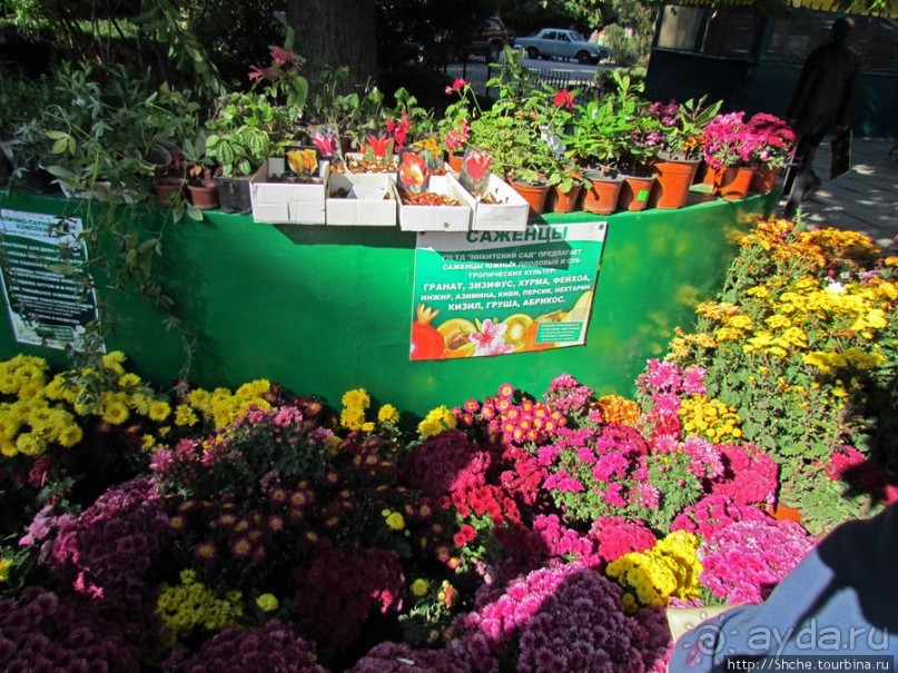 Ясный октябрьский день в Никитском ботаническом саду