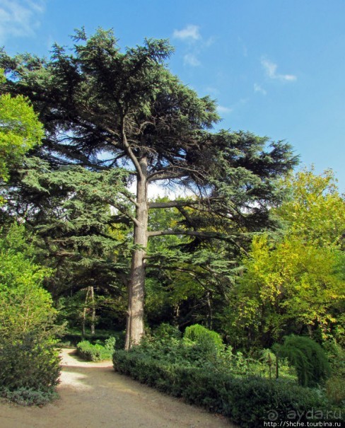 Ясный октябрьский день в Никитском ботаническом саду