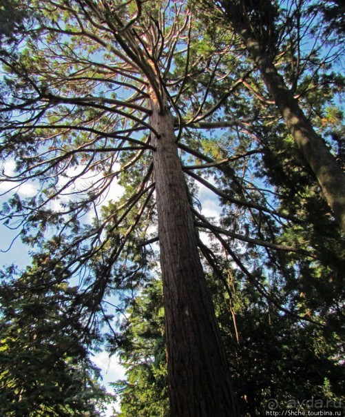 Ясный октябрьский день в Никитском ботаническом саду