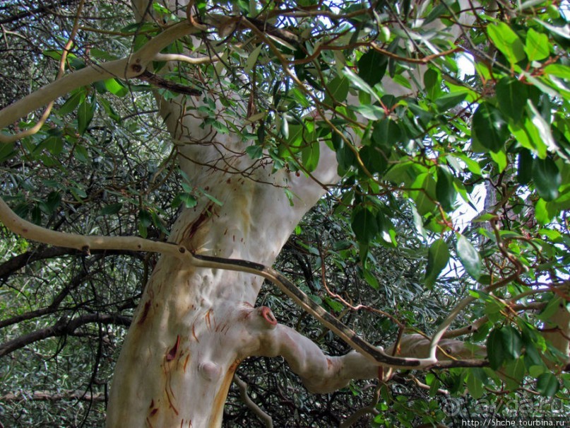 Ясный октябрьский день в Никитском ботаническом саду