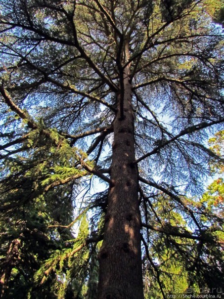 Ясный октябрьский день в Никитском ботаническом саду