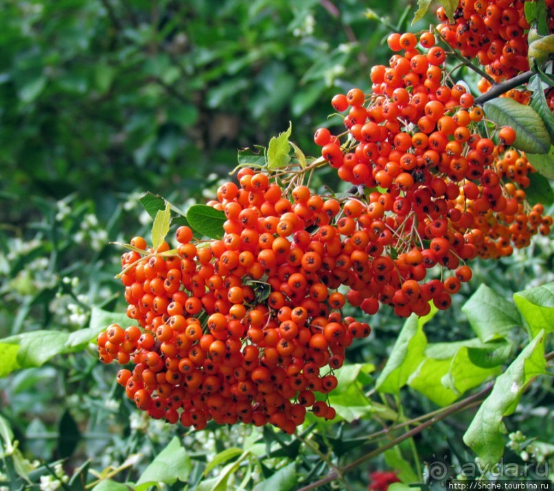 Ясный октябрьский день в Никитском ботаническом саду
