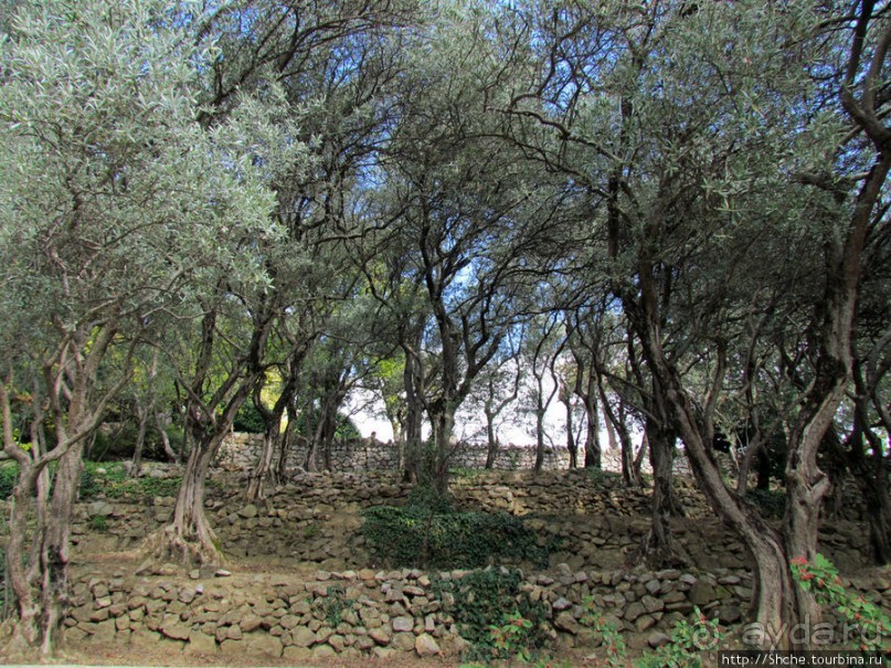 Ясный октябрьский день в Никитском ботаническом саду