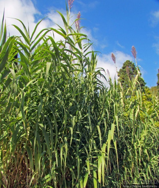 Ясный октябрьский день в Никитском ботаническом саду
