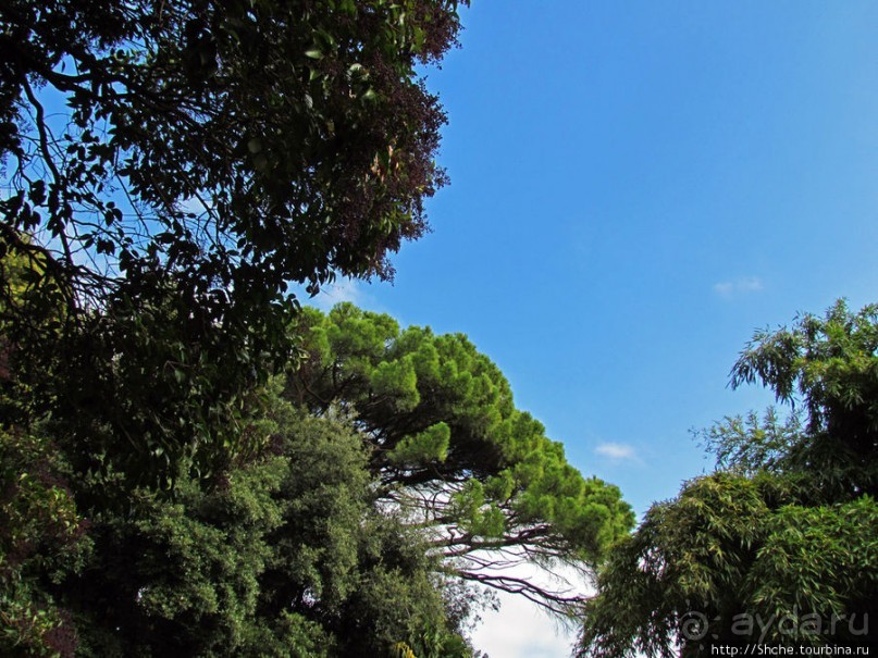 Ясный октябрьский день в Никитском ботаническом саду