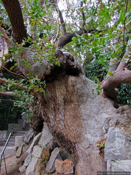 Ясный октябрьский день в Никитском ботаническом саду