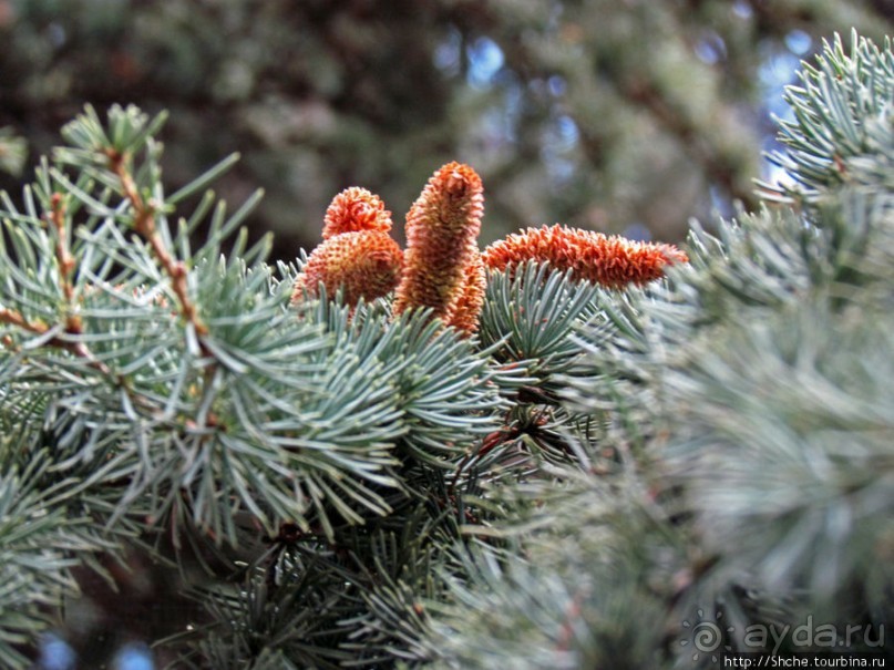 Ясный октябрьский день в Никитском ботаническом саду