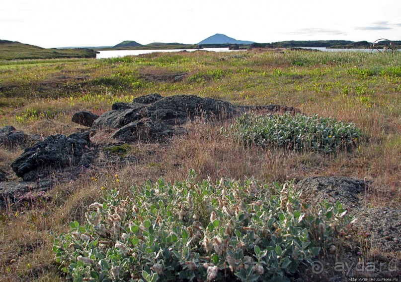 Миватн — комариное озеро