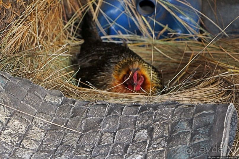 Зарисовки сельской жизни. Провинция Котопакси, Эквадор