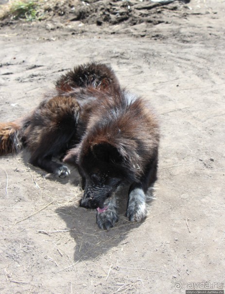 Зарисовки сельской жизни. Провинция Котопакси, Эквадор