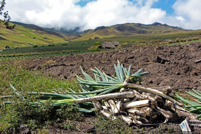 Зарисовки сельской жизни. Провинция Котопакси, Эквадор