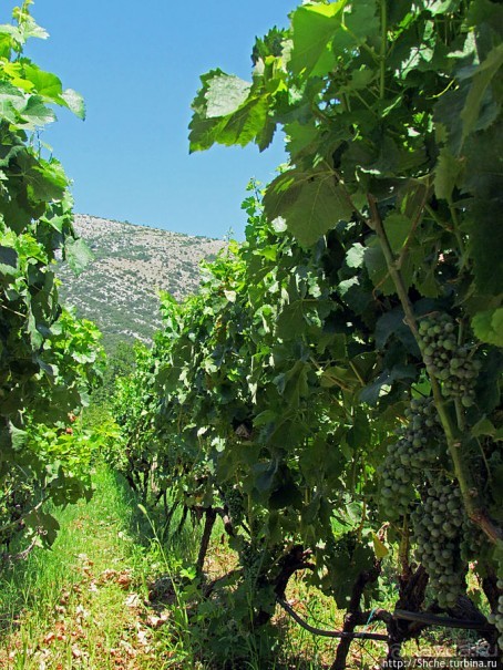 Виноградники, погреба и вина монастыря Тврдош