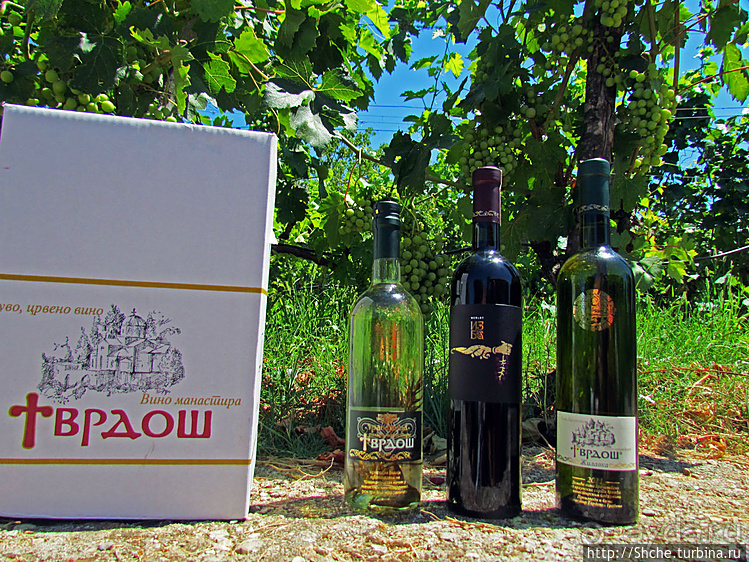 Виноградники, погреба и вина монастыря Тврдош