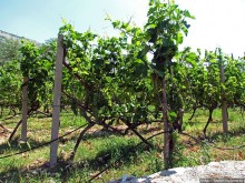 Виноградники, погреба и вина монастыря Тврдош