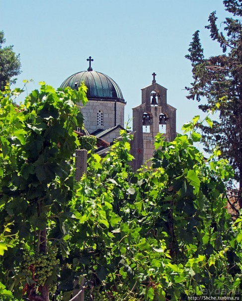 Виноградники, погреба и вина монастыря Тврдош