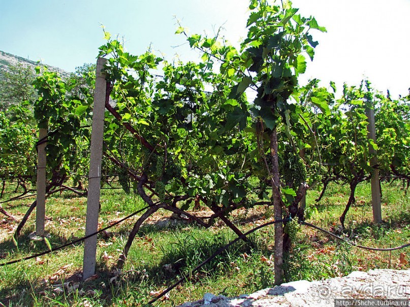 Виноградники, погреба и вина монастыря Тврдош