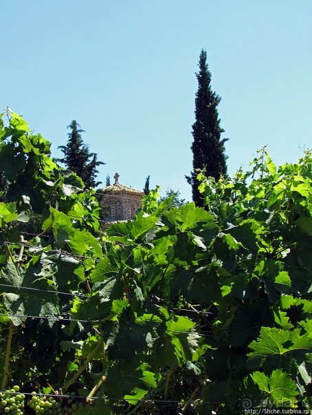 Виноградники, погреба и вина монастыря Тврдош