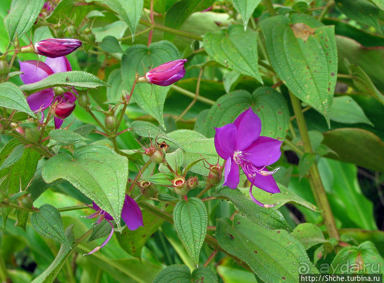 Экзотика проживания в Лагуне Канайма