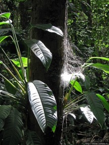 Экзотика проживания в Лагуне Канайма