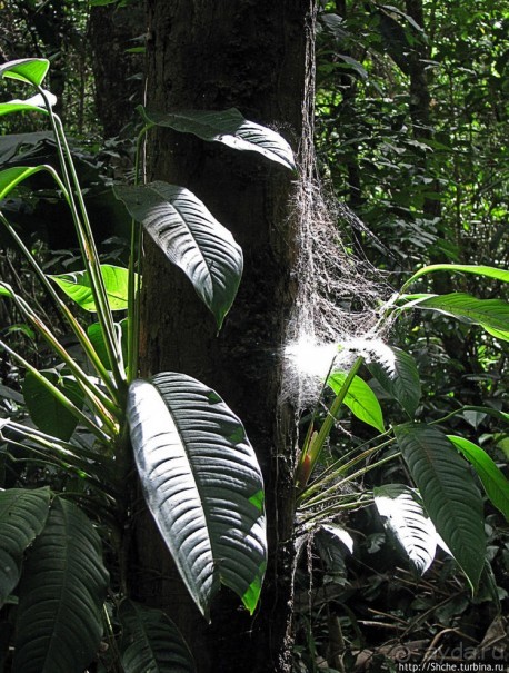 Экзотика проживания в Лагуне Канайма