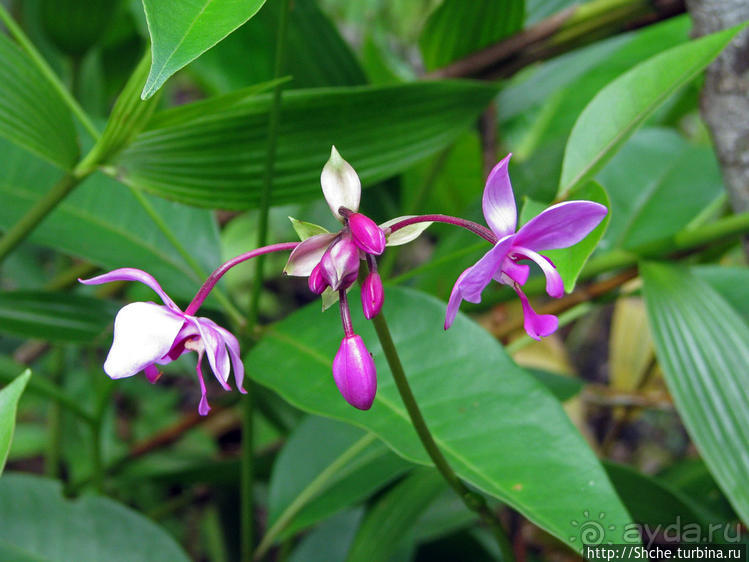 Экзотика проживания в Лагуне Канайма