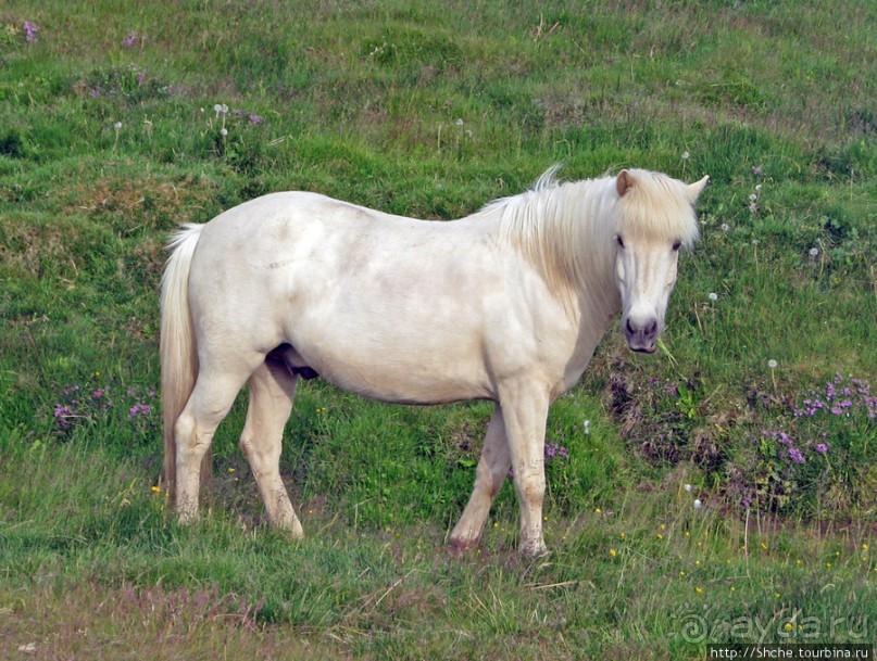 Grundarfjordur - маленький городок "Маленькой Исландии"
