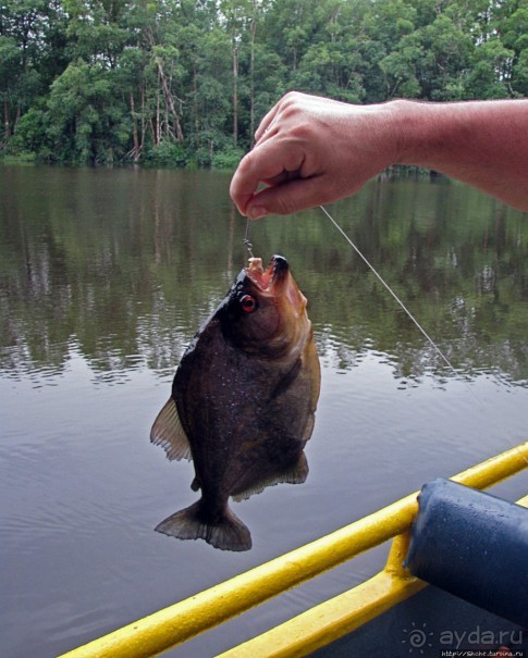 Рыбалка на пиранью