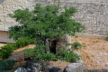 Гатино: смотровая на Парламентский холм и сад Дзен