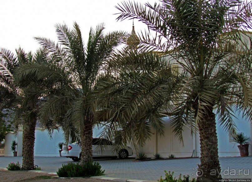 Al Aqqa — просто обречена на процветание