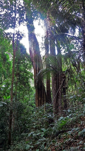 Страна Гиббония — национальный парк Нам-Кан в Лаосе