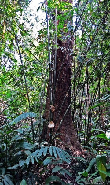 Страна Гиббония — национальный парк Нам-Кан в Лаосе