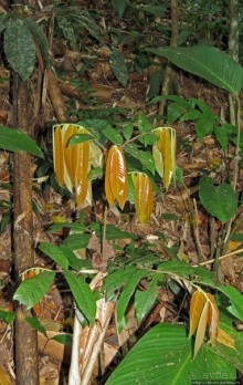 Страна Гиббония — национальный парк Нам-Кан в Лаосе