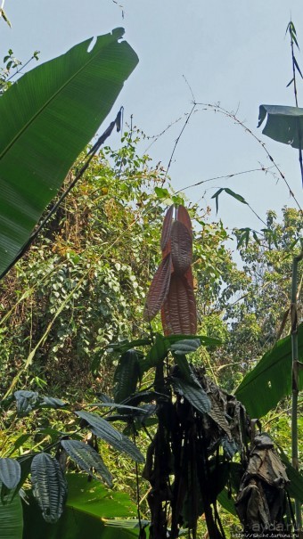 Страна Гиббония — национальный парк Нам-Кан в Лаосе