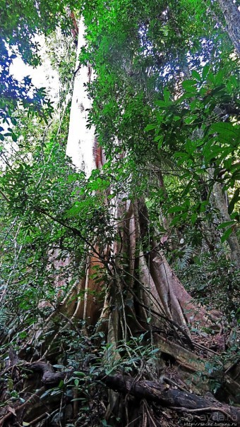 Страна Гиббония — национальный парк Нам-Кан в Лаосе