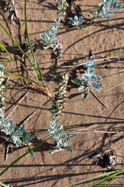 Кавендиш — морской курорт и песчаные дюны Кавендиш — морской курорт и песчаные дюны