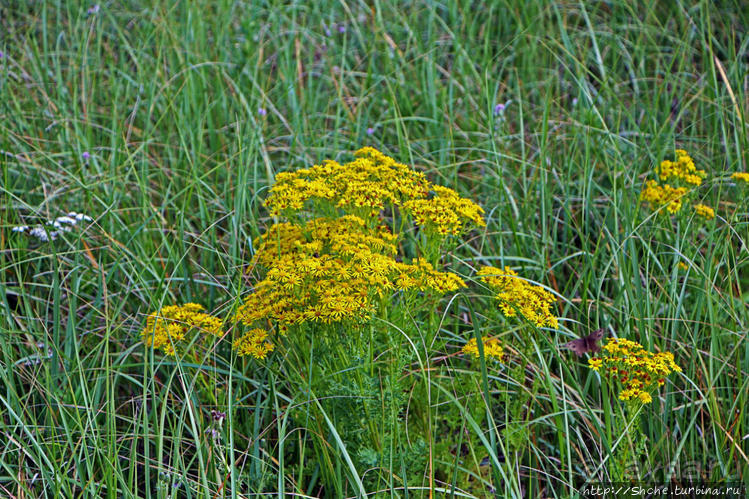 Кавендиш — морской курорт и песчаные дюны Кавендиш — морской курорт и песчаные дюны