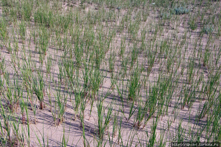 Кавендиш — морской курорт и песчаные дюны Кавендиш — морской курорт и песчаные дюны