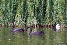 "А белый лебедь на пруду...",- лебединое озеро на ВДНХ