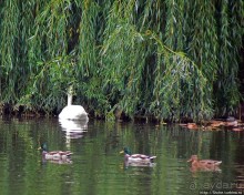 "А белый лебедь на пруду...",- лебединое озеро на ВДНХ