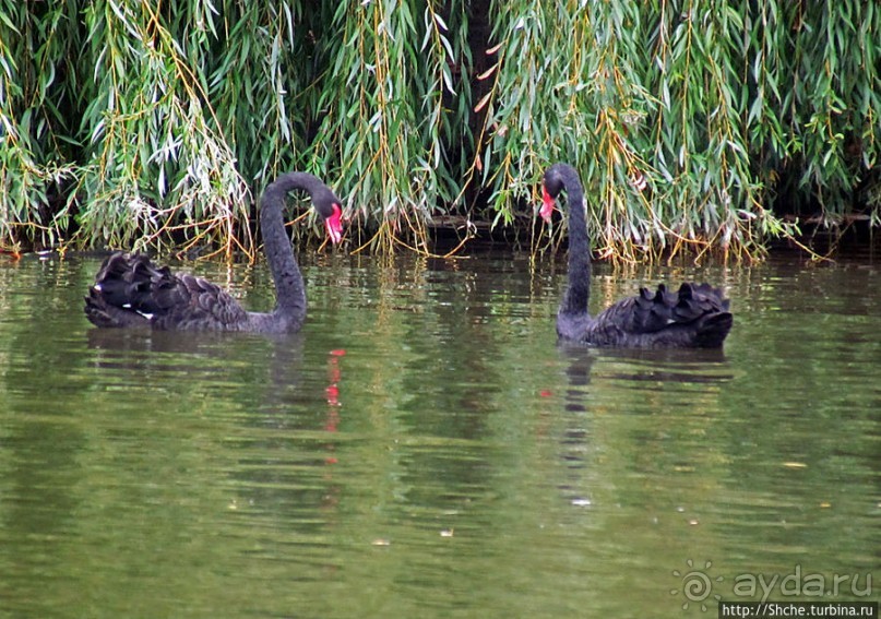 "А белый лебедь на пруду...",- лебединое озеро на ВДНХ