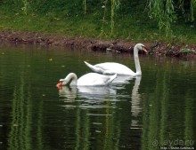"А белый лебедь на пруду...",- лебединое озеро на ВДНХ