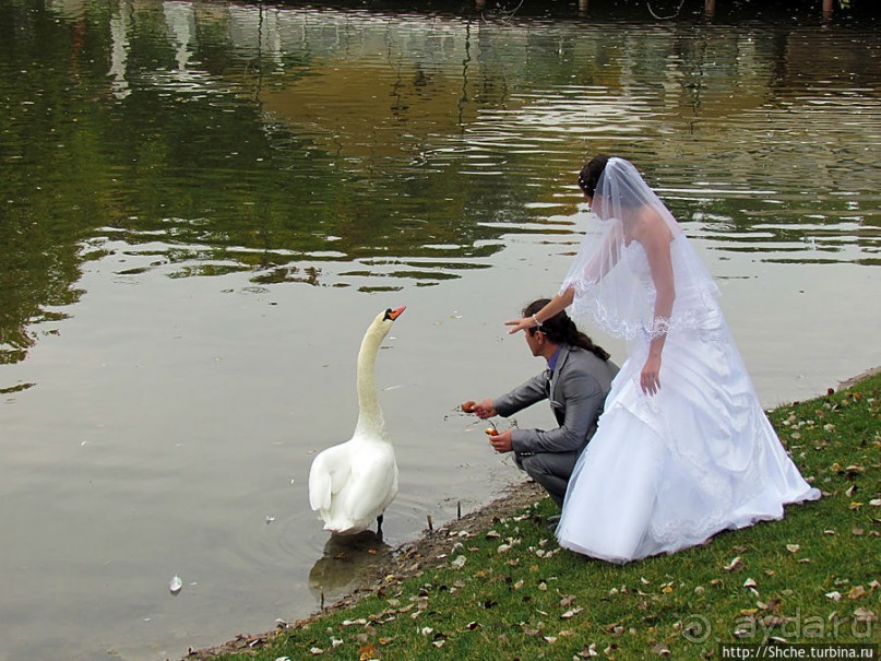 "А белый лебедь на пруду...",- лебединое озеро на ВДНХ