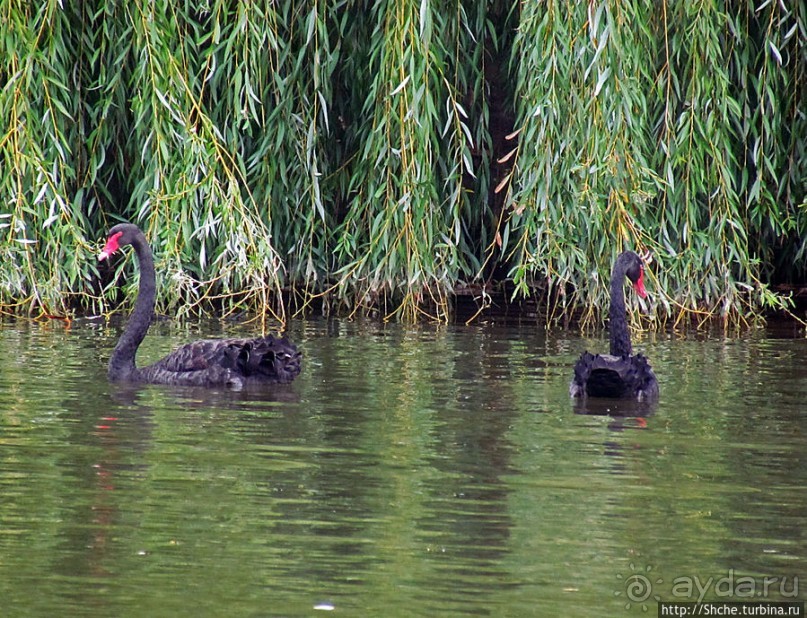 "А белый лебедь на пруду...",- лебединое озеро на ВДНХ