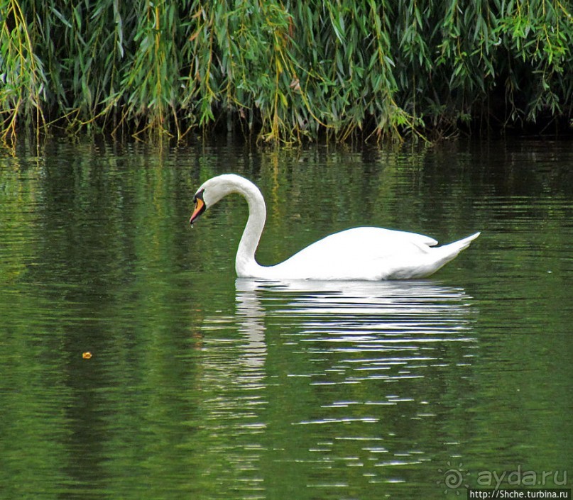 "А белый лебедь на пруду...",- лебединое озеро на ВДНХ