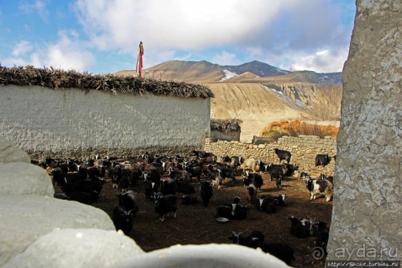 Маранг — еще один центр "цивилизации" Мустанга