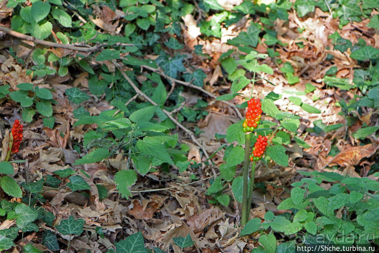 Река Аггитис ... появляется из-под горы... сразу... вся