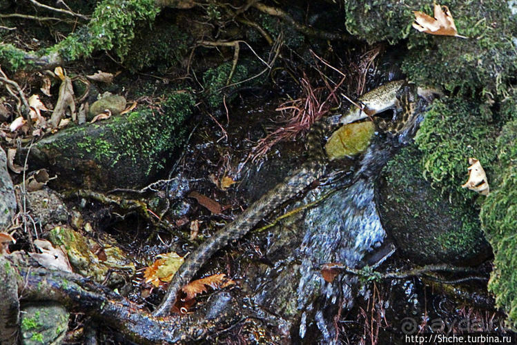 Река Аггитис ... появляется из-под горы... сразу... вся