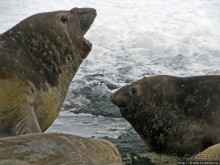 Антарктида — посмотреть или посетить