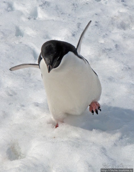 Антарктида — посмотреть или посетить